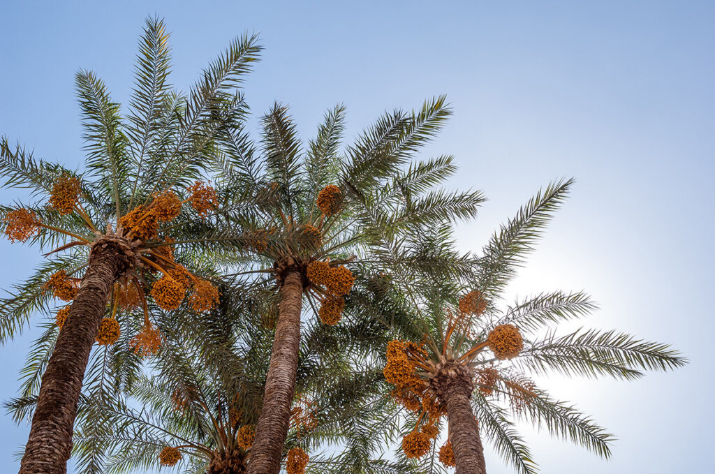 pohon-kurma-bbad1955