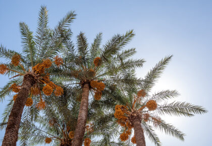 pohon-kurma-bbad1955