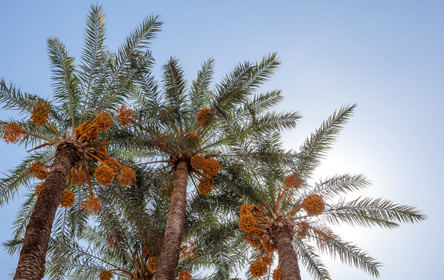 pohon-kurma-bbad1955